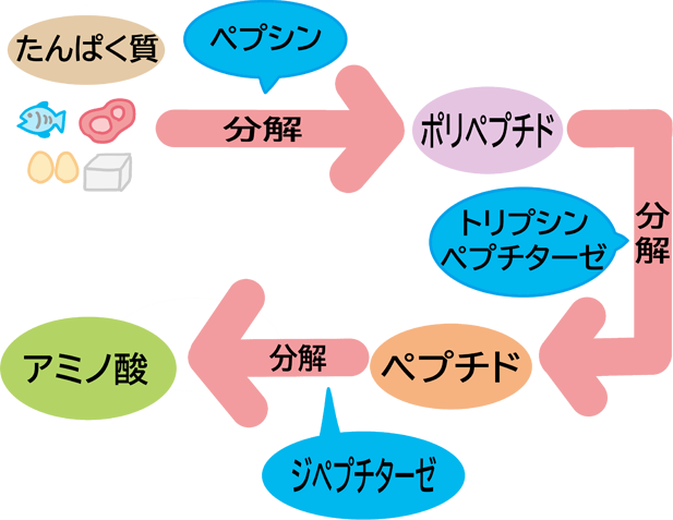 たんぱく質の主な働き