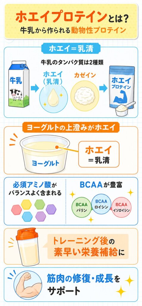 ホエイプロテインとは?