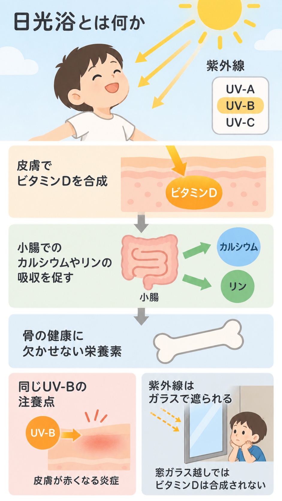 太陽の下で笑う子どもと、紫外線のUV-Bによる皮膚でのビタミンD合成、小腸でのカルシウムやリンの吸収、骨の健康までの流れ、UV-Bによる皮膚の炎症、窓ガラスで紫外線が遮られる様子を示した図。