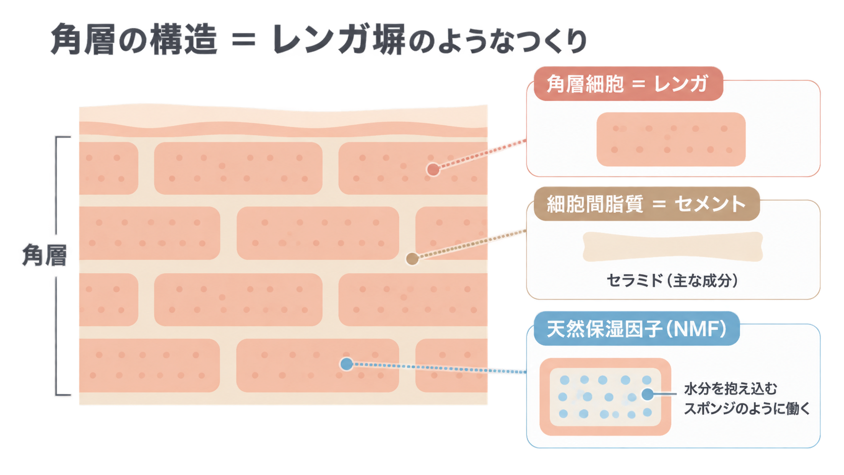 角層をレンガ塀に見立てた図。角層細胞がレンガ、セラミドを主な成分とする細胞間脂質がセメントにあたり、細胞内の天然保湿因子(NMF)は水分を抱え込むスポンジのように働くと示している。