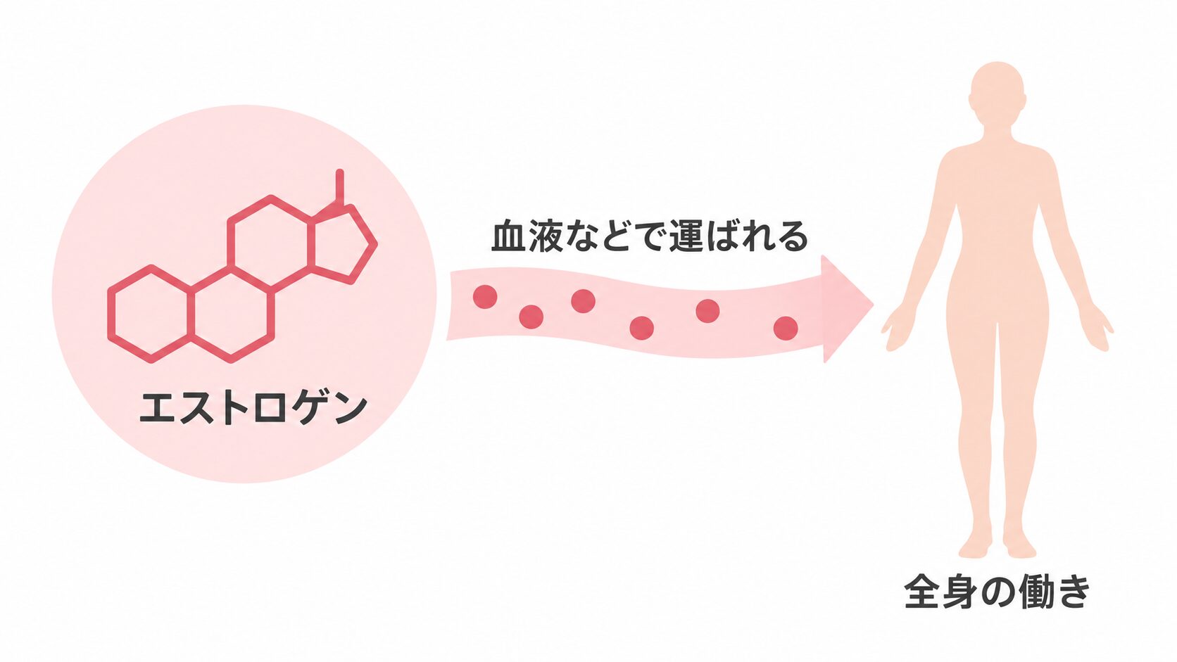 ピンクの円内にエストロゲンの化学構造と文字があり、「血液などで運ばれる」と書かれた矢印が、「全身の働き」と記された人体のシルエットへ向かう図。