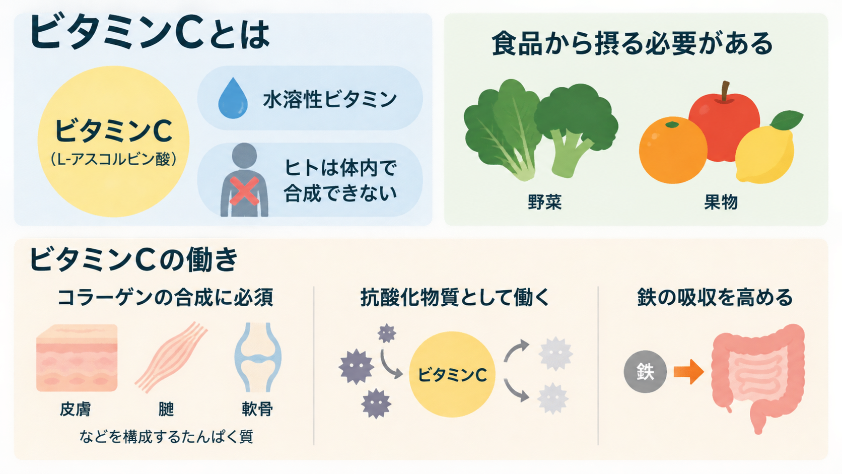 ビタミンC(L-アスコルビン酸)が水溶性で体内合成できず野菜や果物から摂る必要があること、コラーゲンの合成、抗酸化、鉄の吸収を高める働きを示す図解。