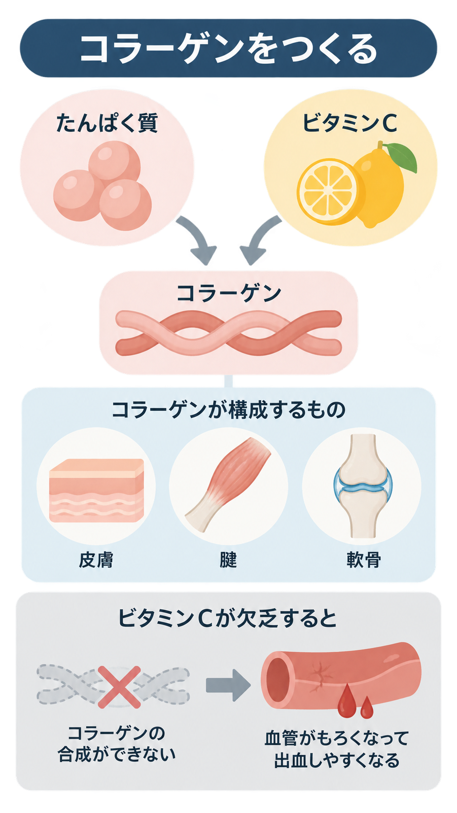 たんぱく質とビタミンCからコラーゲンができ、皮膚・腱・軟骨を構成すること、ビタミンC欠乏で合成できず血管がもろくなり出血しやすくなることを示す図。