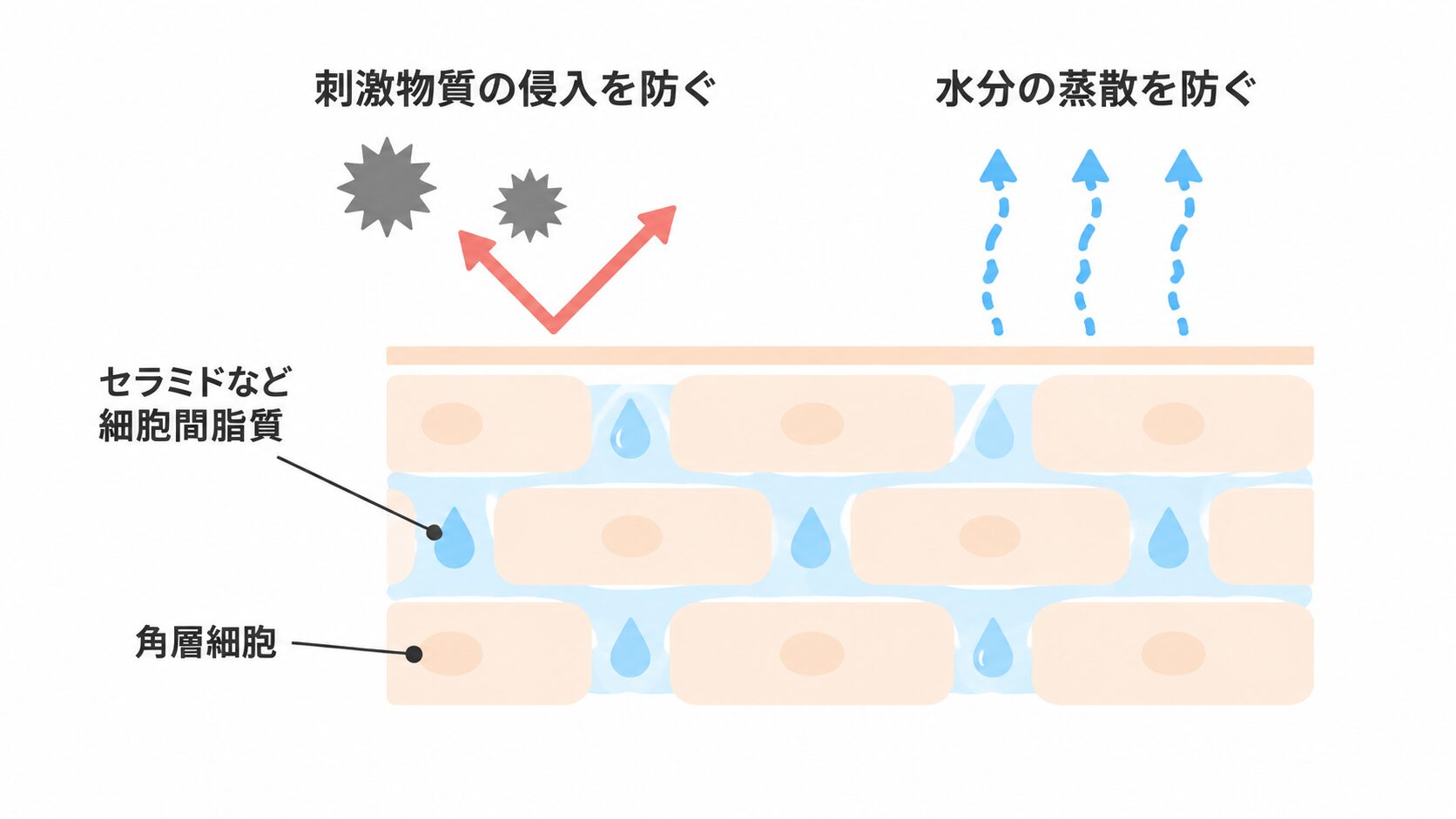レンガ状に並ぶ角層細胞の間をセラミドなど細胞間脂質が埋め、刺激物質は跳ね返され、水分の蒸散も防がれる様子を示した断面図。
