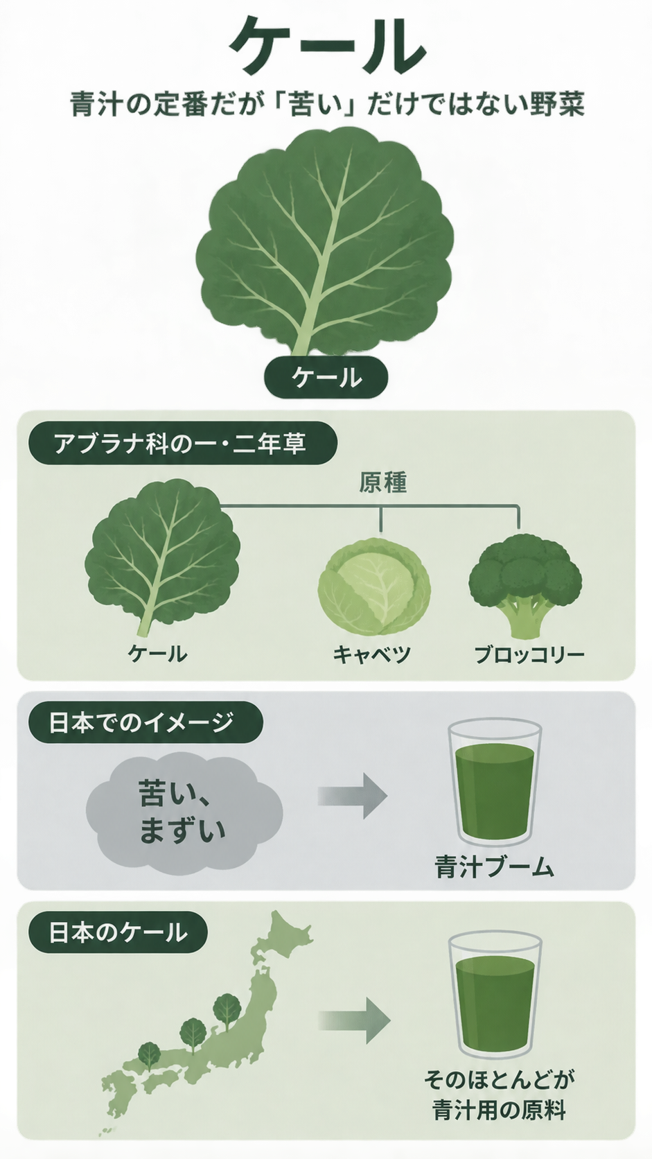ケールの葉の図と、キャベツ・ブロッコリーとの原種の関係、「苦い、まずい」というイメージから青汁ブームへの流れ、日本のケールのほとんどが青汁用原料であることを示した図解。