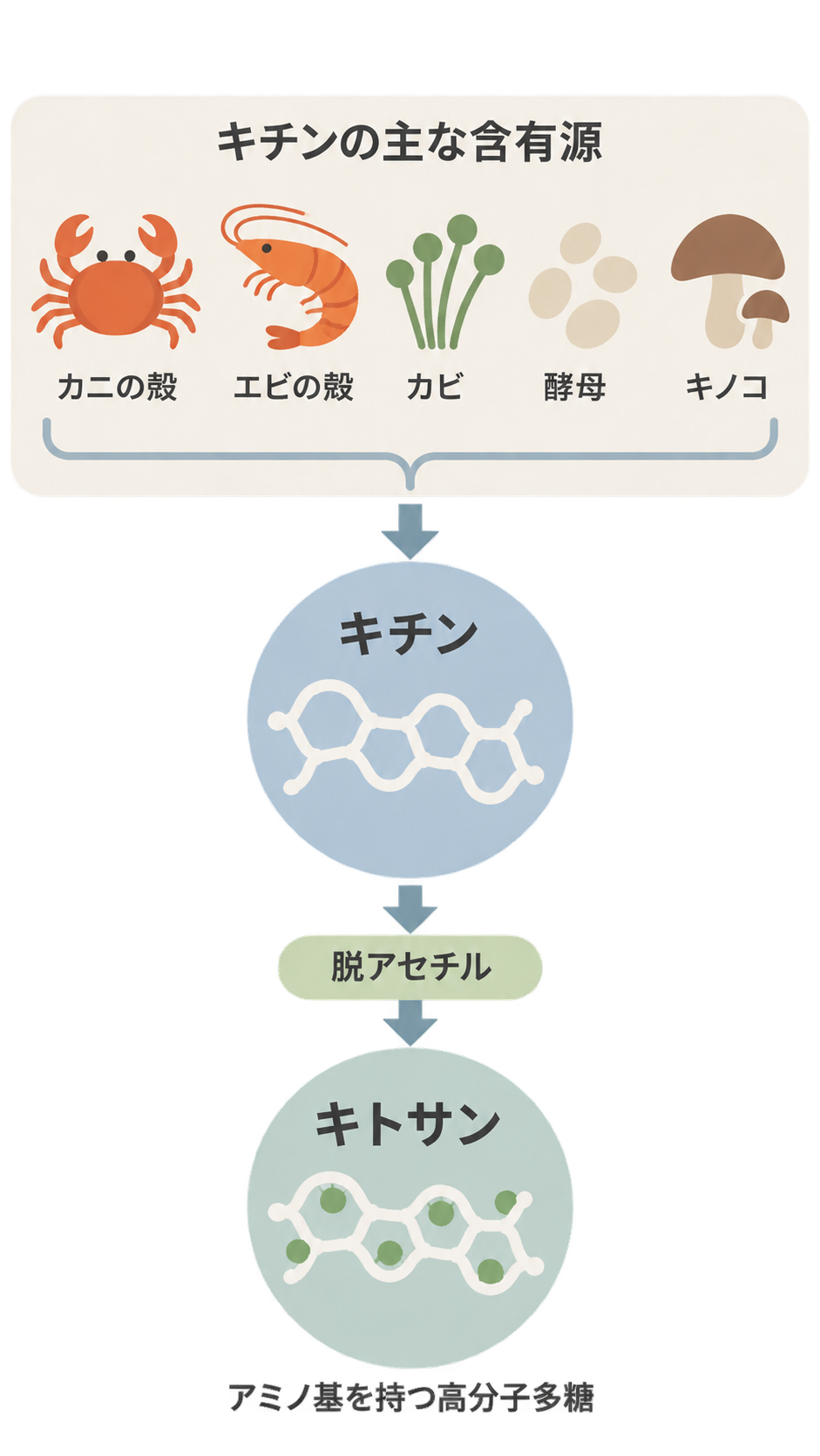 カニの殻、エビの殻、カビ、酵母、キノコをキチンの主な含有源として示し、キチンを脱アセチルするとアミノ基を持つ高分子多糖のキトサンになる流れを表した図。