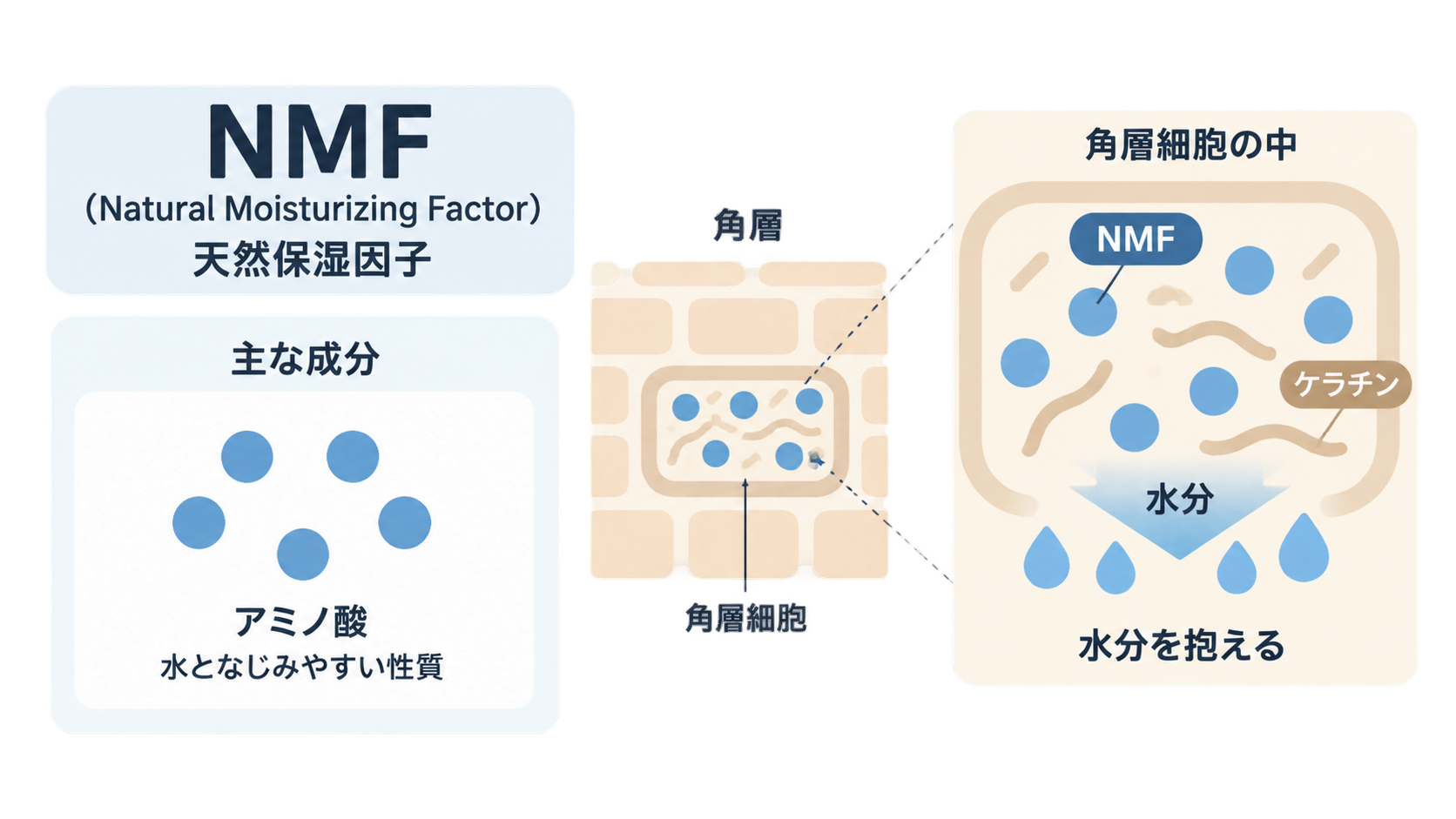 NMF(天然保湿因子)の主な成分がアミノ酸であることを示し、角層の角層細胞を拡大して、細胞内でNMFがケラチンとともに水分を抱える様子を表した図。