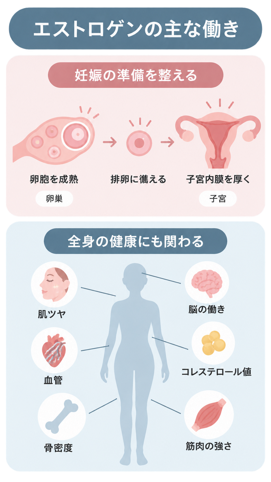エストロゲンの働きの図解。上段は卵巣で卵胞を成熟させ、排卵に備え、子宮内膜を厚くする流れ。下段は人体のシルエットを囲み、肌ツヤ、血管、骨密度、脳の働き、コレステロール値、筋肉の強さを示す。