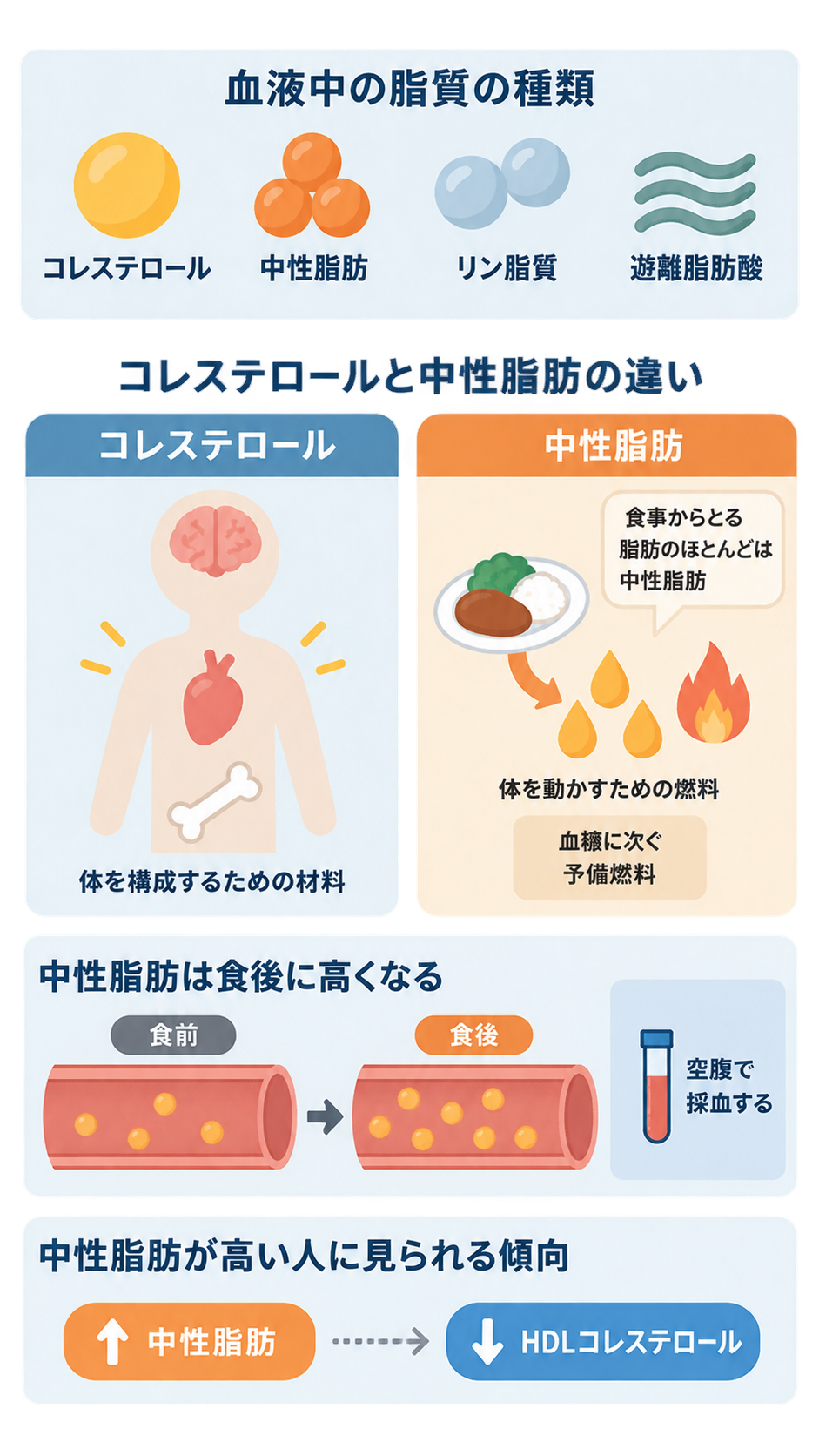 血液中の脂質4種類を示し、コレステロールは体の材料、中性脂肪は燃料と比較。中性脂肪は食後に血中で増えるため空腹で採血すること、中性脂肪が高いとHDLコレステロールが低い傾向も図解している。