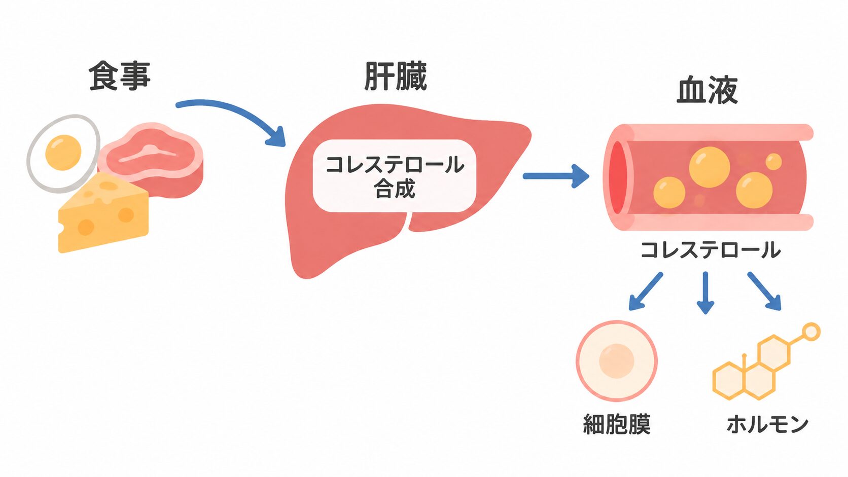 卵・肉・チーズの食事から矢印が肝臓の「コレステロール合成」へ延び、血液中のコレステロールが細胞膜とホルモンへ分かれて送られる流れを示した図。