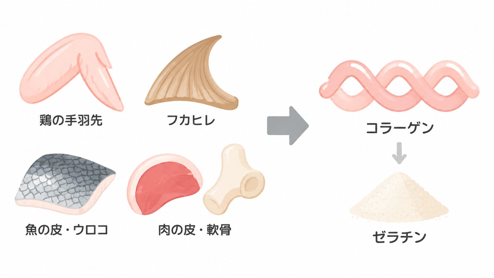 鶏の手羽先、フカヒレ、魚の皮・ウロコ、肉の皮・軟骨のイラストから矢印でコラーゲンへ続き、さらに下向きの矢印でゼラチンの粉につながる図。