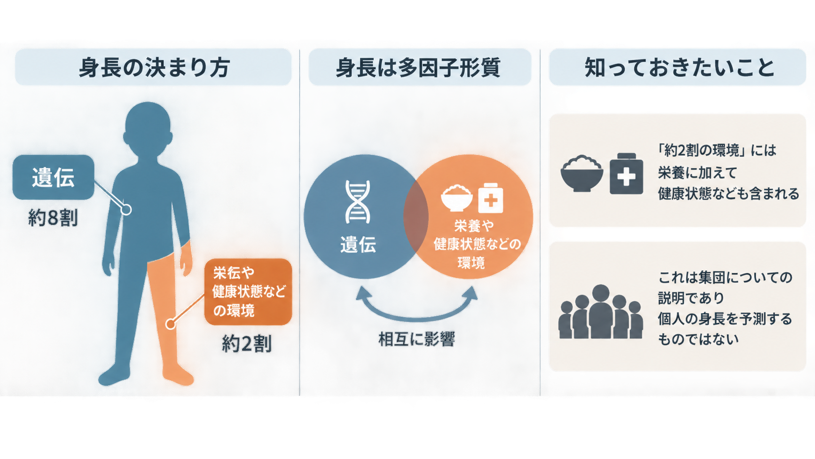 人体シルエットで遺伝約8割と栄養や健康状態などの環境約2割を示し、身長は多因子形質で相互に影響すること、集団の説明で個人の身長予測ではないことを説明する図。