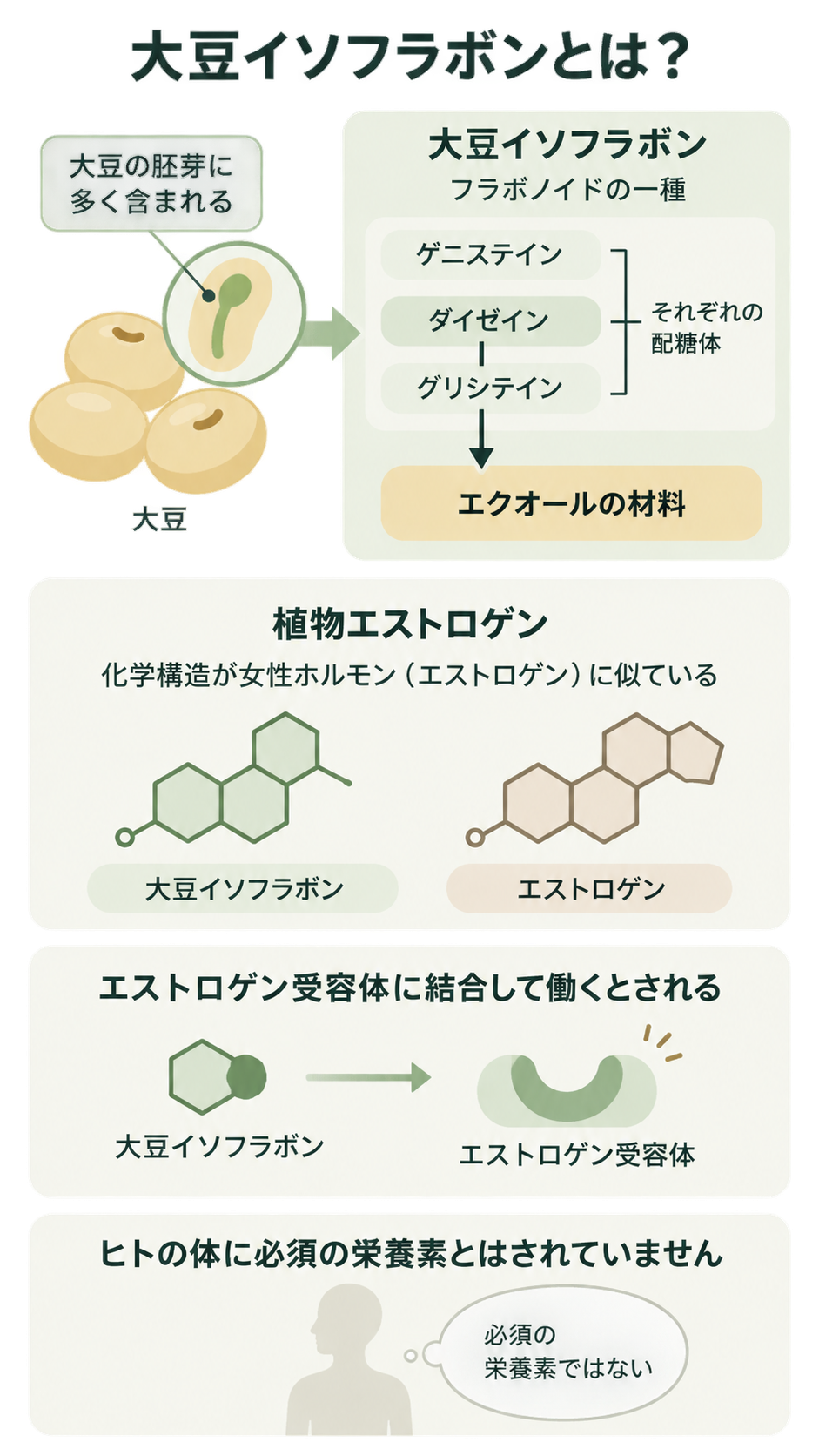 大豆の胚芽に含まれる大豆イソフラボンの3種類とエクオールの材料、エストロゲンと似た構造、受容体への結合、必須栄養素ではないことを示す図。