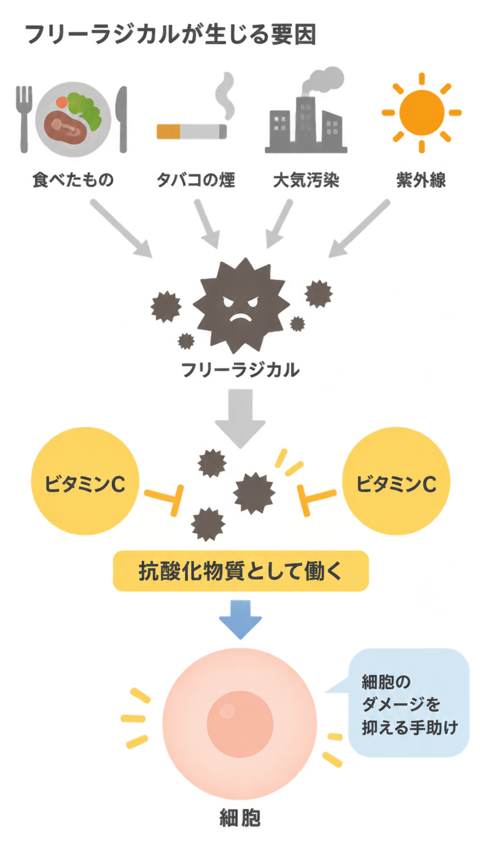 食べもの、タバコの煙、大気汚染、紫外線からフリーラジカルが生じ、ビタミンCが抗酸化物質として働いて細胞のダメージを抑える手助けをする流れを示した図。