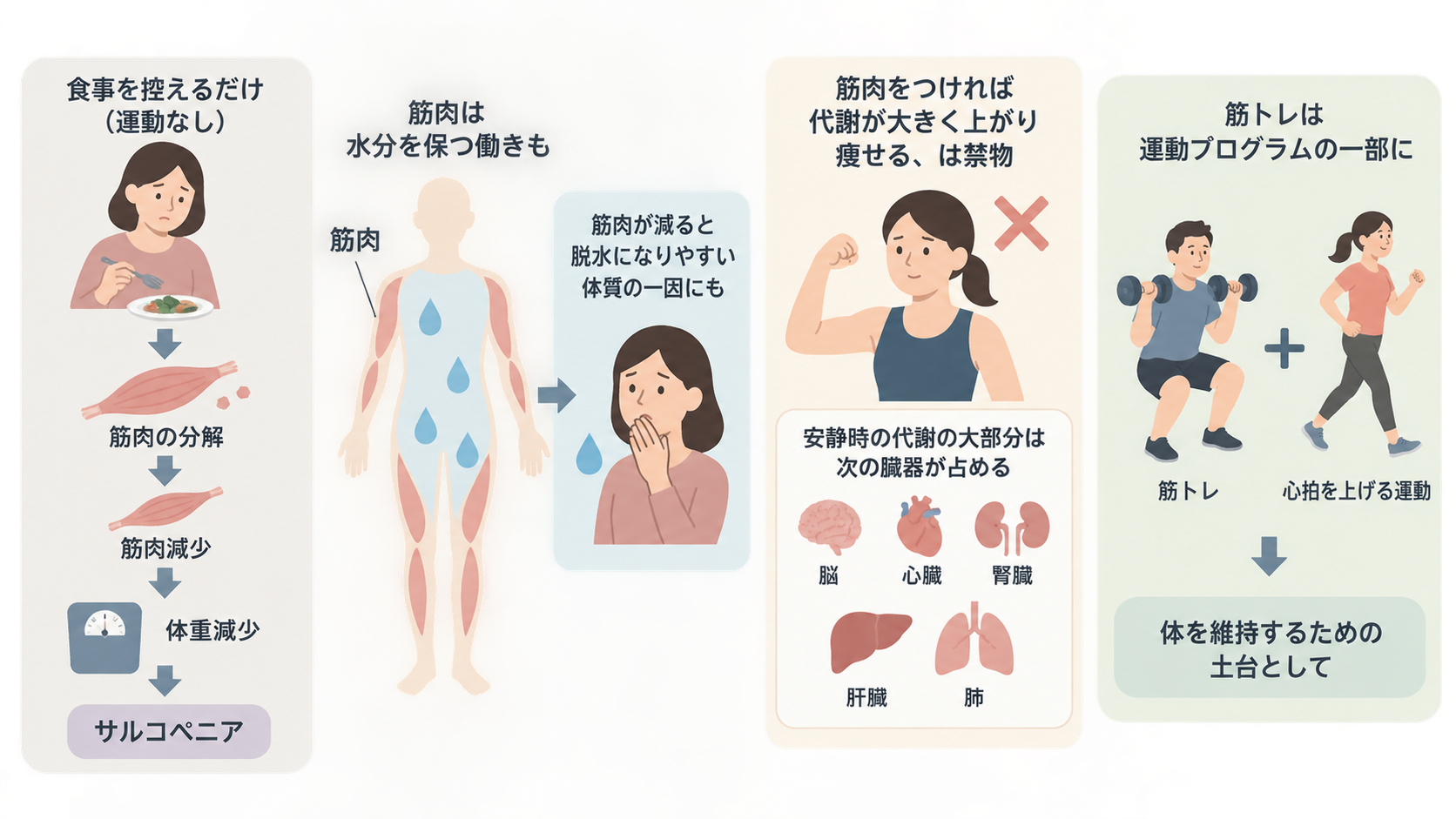 食事制限のみで筋肉が減りサルコペニアに至る流れ、筋肉と水分の関係、安静時代謝を占める臓器、筋トレと心拍を上げる運動の併用を並べた図解。