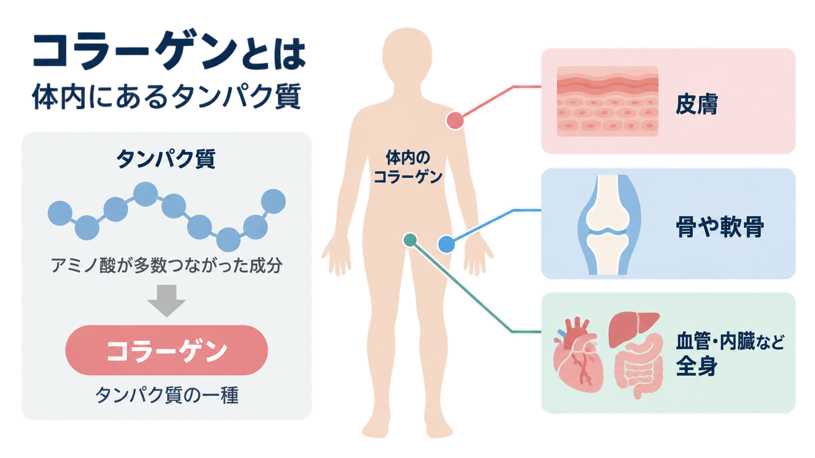 アミノ酸がつながったタンパク質の一種としてコラーゲンを示し、人体の図から皮膚、骨や軟骨、血管・内臓など全身に存在する場所を線で結んだ図。