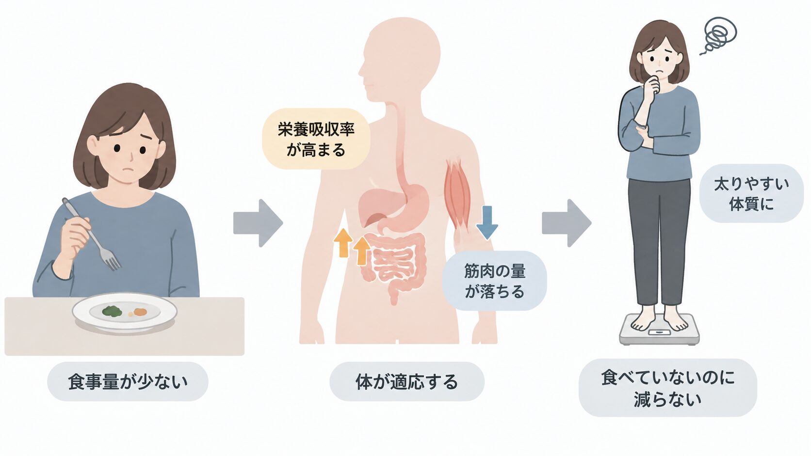 少量の食事を前に困り顔の女性、栄養吸収率が高まり筋肉の量が落ちる体内、体重計に乗り悩む女性が矢印でつながり、「食べていないのに減らない」「太りやすい体質に」と示す図。