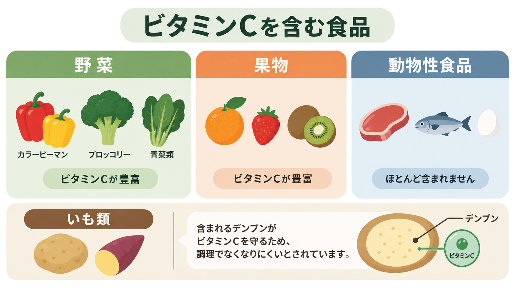 野菜と果物はビタミンCが豊富、肉・魚・卵などの動物性食品はほとんど含まれないことを示す図。下段では、いも類はデンプンがビタミンCを守り調理でなくなりにくいと説明している。