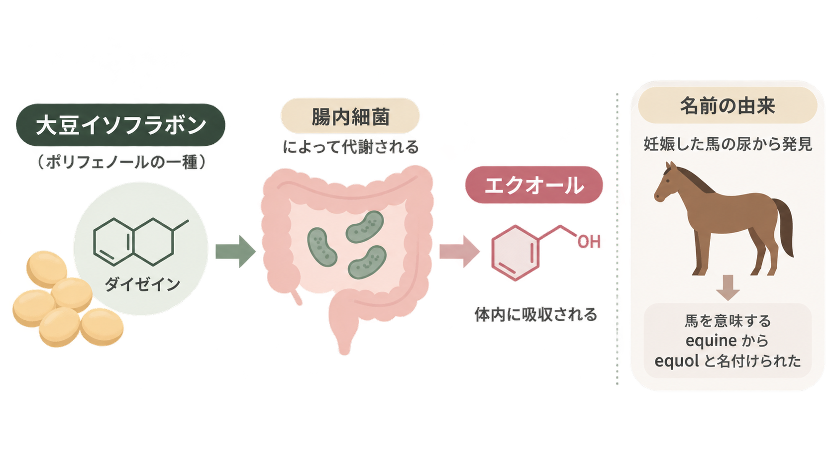 大豆イソフラボン(ダイゼイン)が腸内細菌で代謝されてエクオールとなり体内に吸収される流れと、妊娠した馬の尿から発見され equine にちなんで名付けられた由来を示す図。