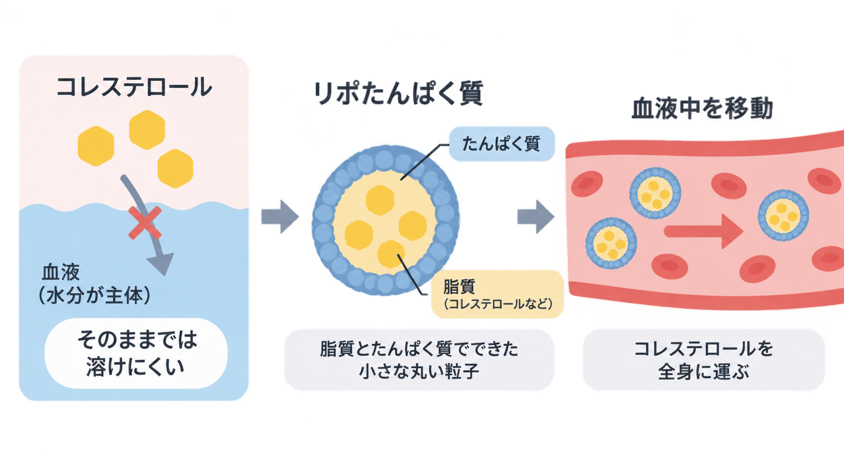 コレステロールは血液に溶けにくいが、たんぱく質と脂質でできた丸いリポたんぱく質に包まれ、血管内を移動して全身へ運ばれる流れを示した3段階の図。