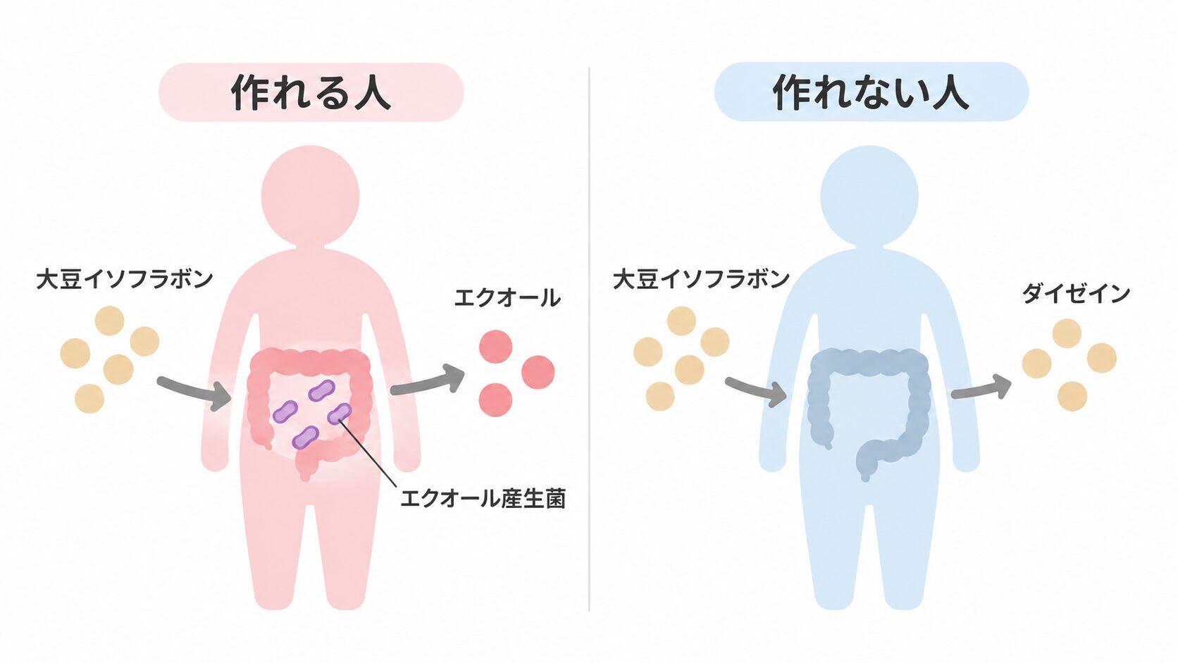 左は腸にエクオール産生菌がいて大豆イソフラボンからエクオールができる人、右は産生菌がおらず大豆イソフラボンがダイゼインのままになる人を比べた図。