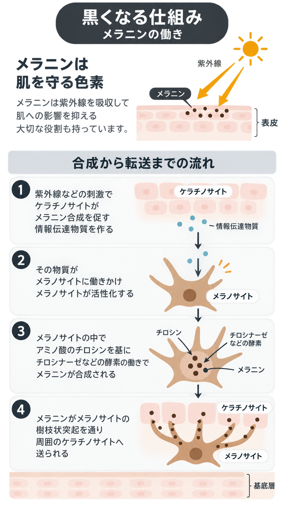 紫外線を受けた表皮のメラニンの役割と、ケラチノサイトの情報伝達物質によるメラノサイトの活性化、メラニン合成、ケラチノサイトへの転送までの4段階を示す図解。
