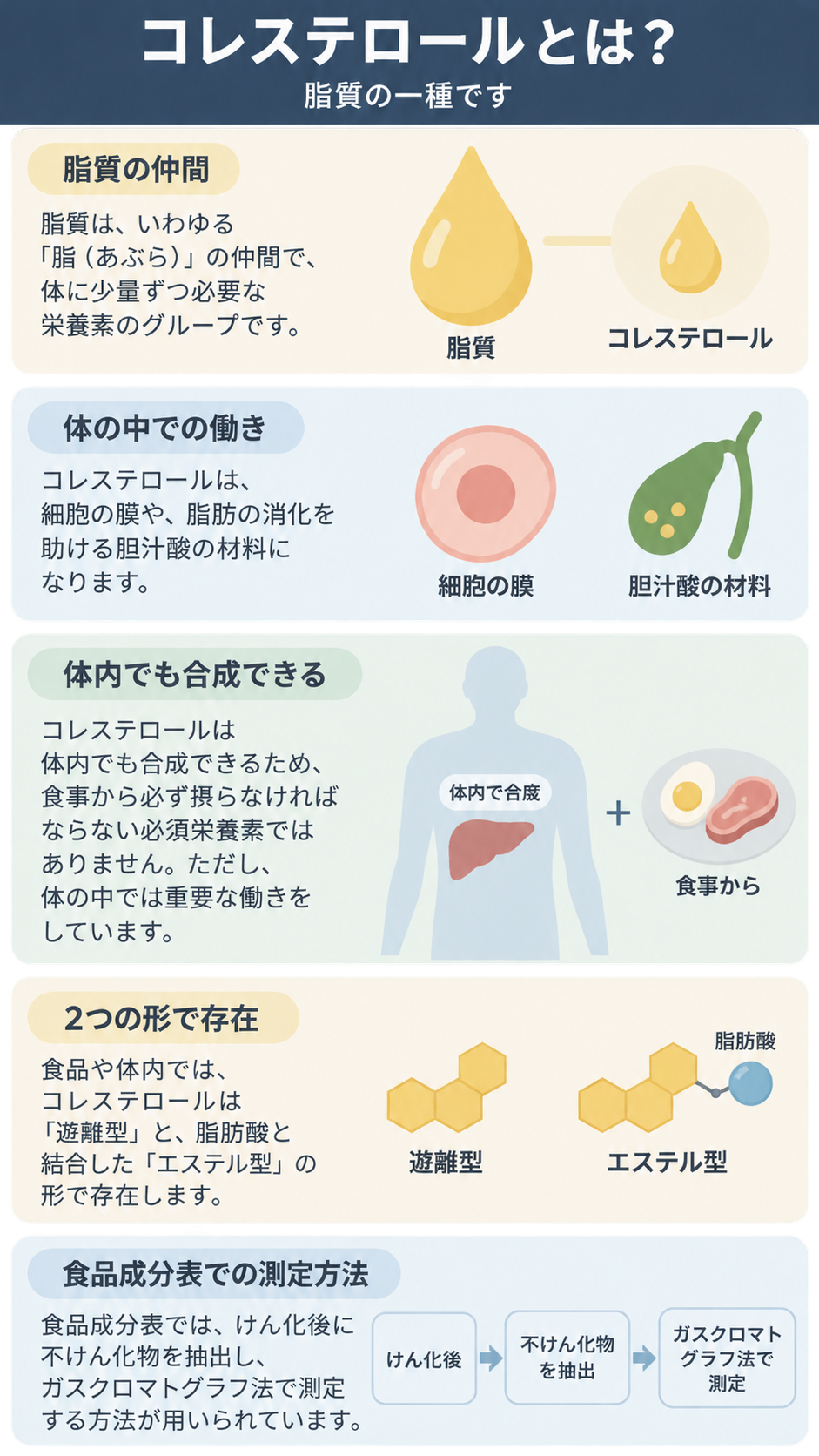 コレステロールが脂質の一種であることを、体内での働き、体内合成と食事、遊離型とエステル型、食品成分表での測定手順の5項目にイラストを添えて説明した図。
