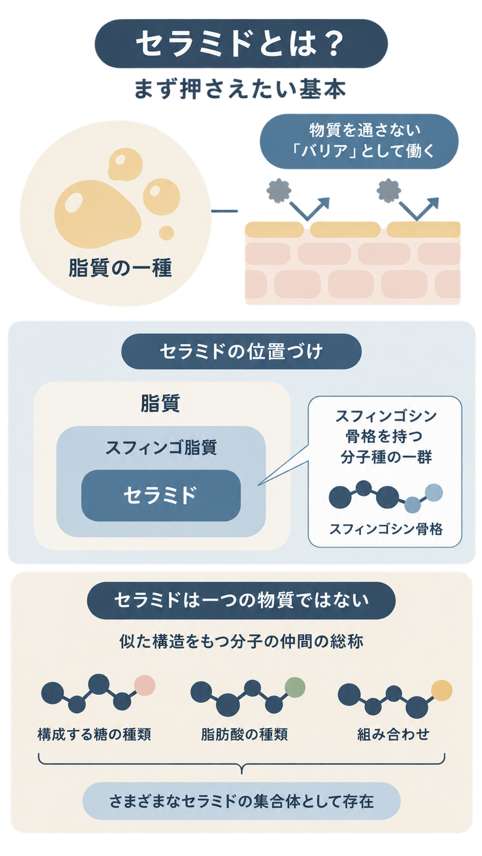 セラミドが脂質の一種で物質を通さないバリアとして働くことを示し、脂質・スフィンゴ脂質・セラミドの位置づけと、糖や脂肪酸の組み合わせによる分子の違いを説明した図解。