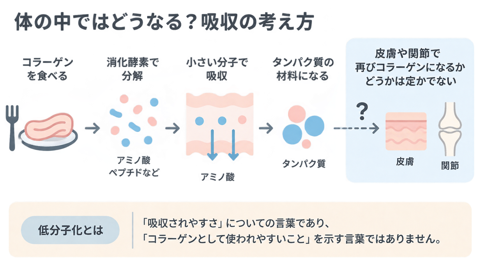 コラーゲンを食べると消化酵素で分解され、小さな分子として吸収されてタンパク質の材料になる流れの図。皮膚や関節で再びコラーゲンになるかは定かでないと示し、低分子化は吸収されやすさを指す言葉だと補足している。