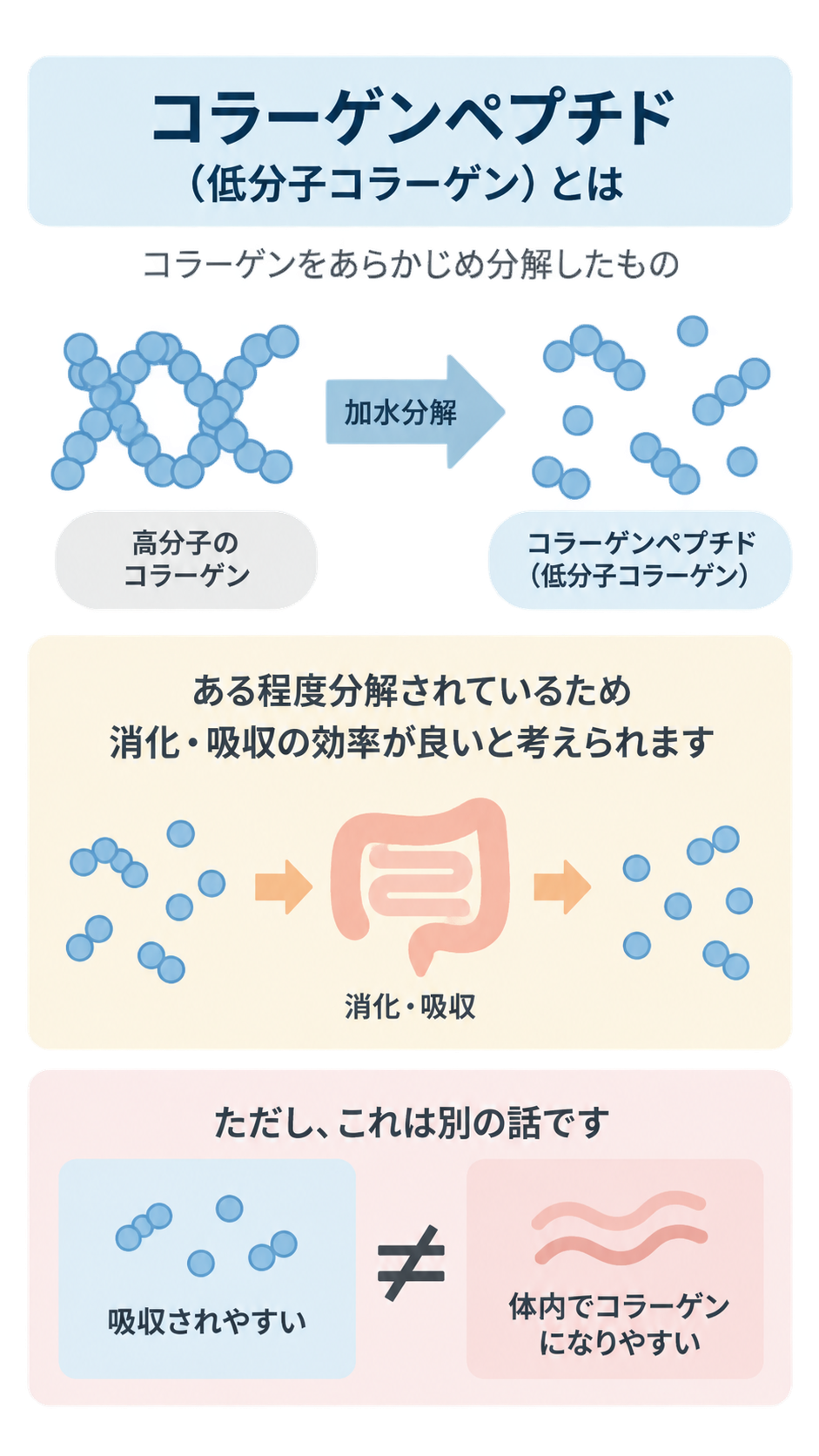 高分子のコラーゲンが加水分解でコラーゲンペプチドになる流れと、消化・吸収の図。「吸収されやすい」と「体内でコラーゲンになりやすい」は別だと「≠」で示している。