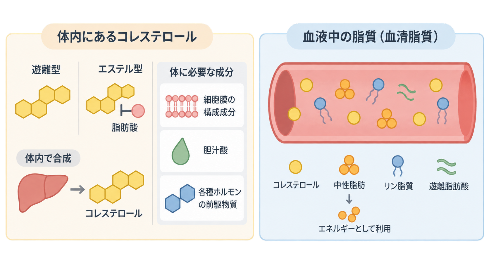左に遊離型とエステル型のコレステロール、肝臓での合成、細胞膜・胆汁酸・ホルモンの前駆物質という役割を示し、右に血管内のコレステロール、中性脂肪、リン脂質、遊離脂肪酸を並べた図。