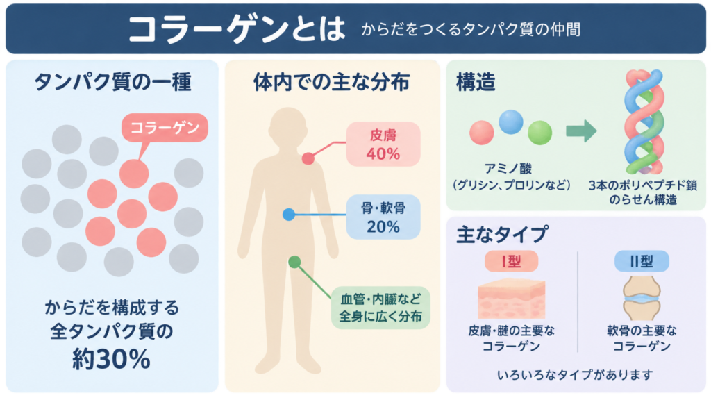コラーゲンが全タンパク質の約30%を占めること、皮膚40%・骨や軟骨20%などの体内分布、アミノ酸が3本のポリペプチド鎖のらせん構造になること、I型とII型の違いを示す図。