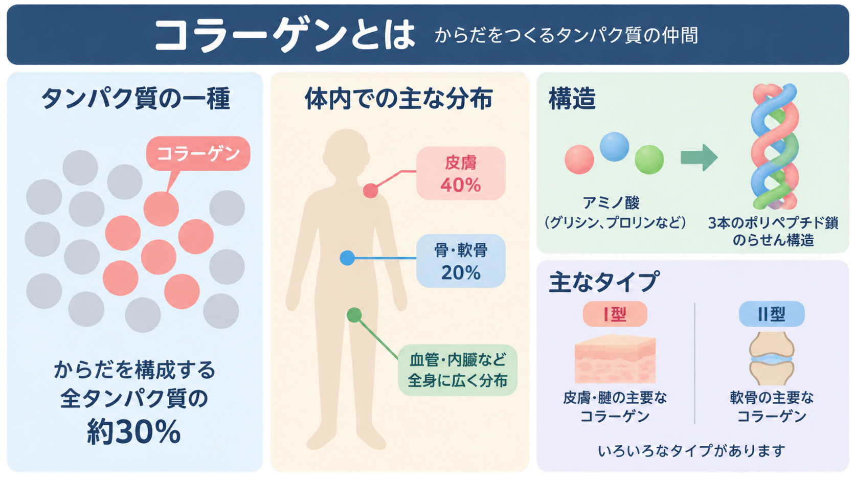 コラーゲンが全タンパク質の約30%を占めること、皮膚40%・骨や軟骨20%などの体内分布、アミノ酸が3本のポリペプチド鎖のらせん構造になること、I型とII型の違いを示す図。
