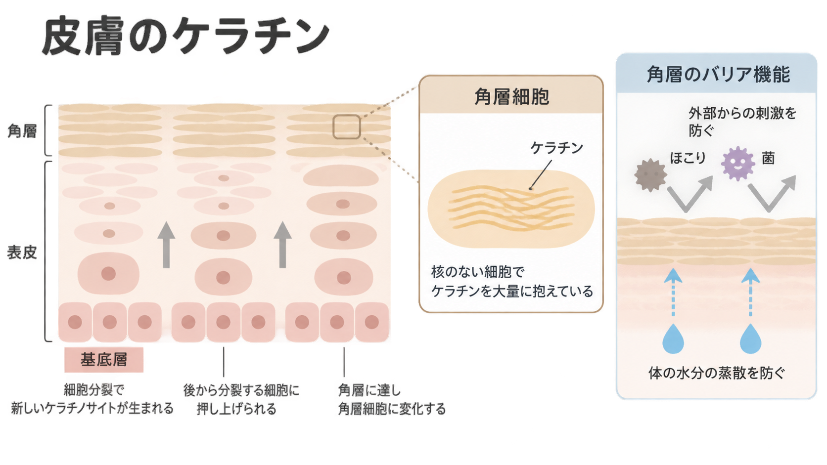 基底層で生まれた細胞が押し上げられて角層細胞になる過程と、ケラチンを抱える核のない角層細胞、ほこりや菌を防ぎ水分の蒸散を抑える角層のバリア機能を示した図。