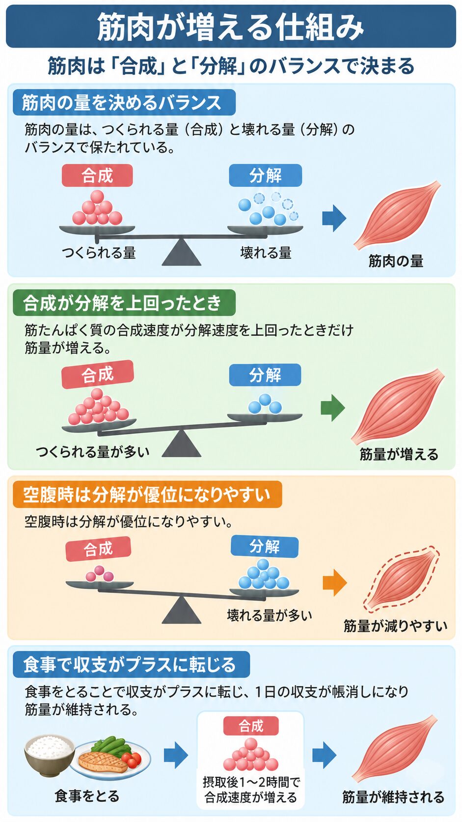 天秤で筋肉の合成と分解の関係を示す4段の図解。合成が分解を上回ると筋量が増え、空腹時は分解が優位で減りやすく、食事で合成が高まり筋量が維持される流れを説明している。