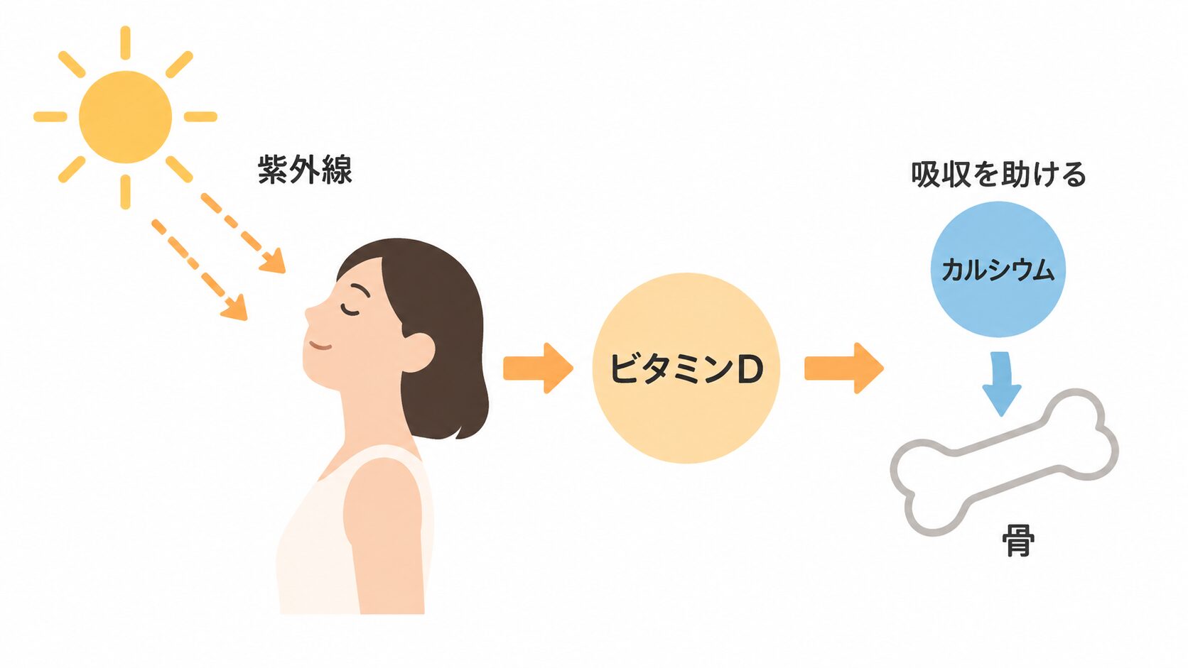 太陽の紫外線を浴びる女性から、ビタミンD、カルシウムの吸収を助ける働き、骨へとつながる流れを矢印で示したイラスト。