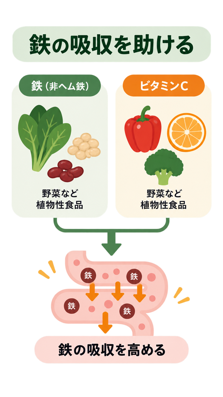 ほうれん草や豆類などの非ヘム鉄と、パプリカ・オレンジ・ブロッコリーなどのビタミンCを組み合わせ、腸で鉄の吸収が高まる流れを示した図。