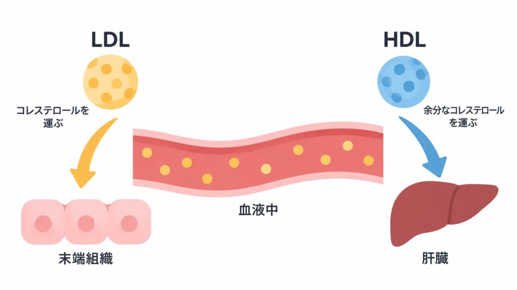血管を中央に、左の黄色いLDLがコレステロールを末端組織へ、右の青いHDLが余分なコレステロールを肝臓へ運ぶ向きを矢印で示した図。