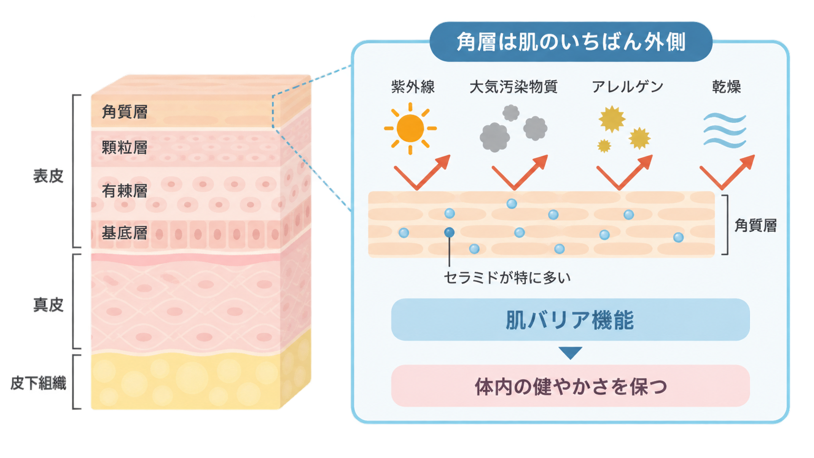 表皮・真皮・皮下組織の断面図と、角質層が紫外線・大気汚染物質・アレルゲン・乾燥を跳ね返す様子を示した図。角質層にはセラミドが特に多く、肌バリア機能が体内の健やかさを保つと説明している。