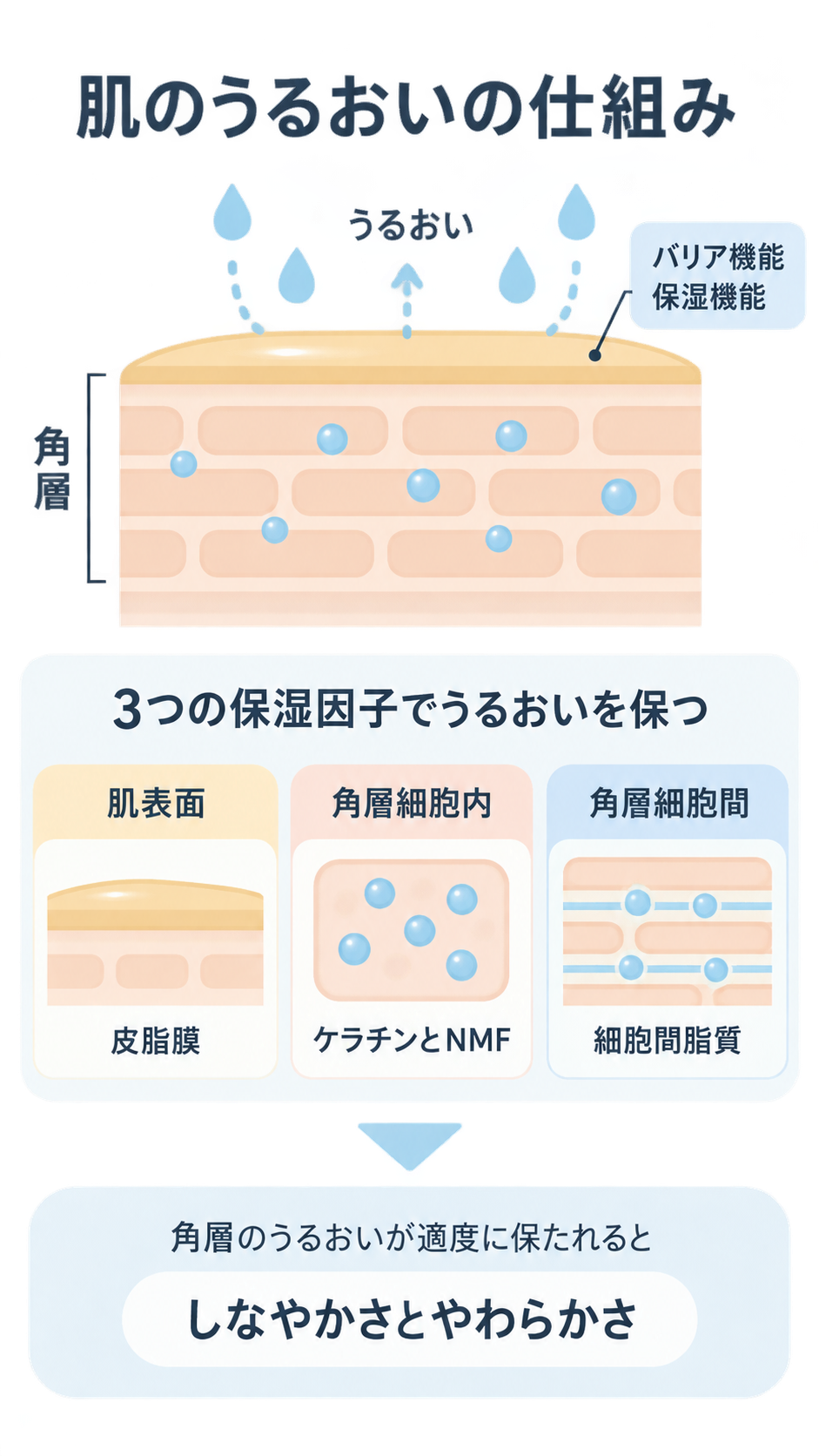 角層の断面図と、肌表面の皮脂膜、角層細胞内のケラチンとNMF、角層細胞間の細胞間脂質という3つの保湿因子を示し、うるおいが保たれるとしなやかさとやわらかさにつながることを説明する図。
