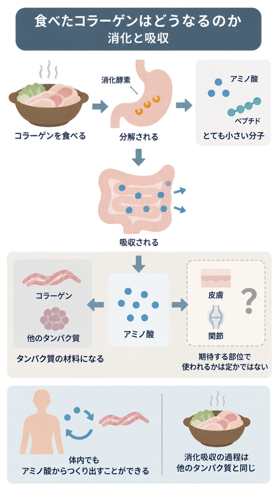 コラーゲン鍋を食べると消化酵素でアミノ酸やペプチドに分解され、腸で吸収されてタンパク質の材料になる流れの図。皮膚や関節で使われるかは「?」で示され、体内合成も紹介している。