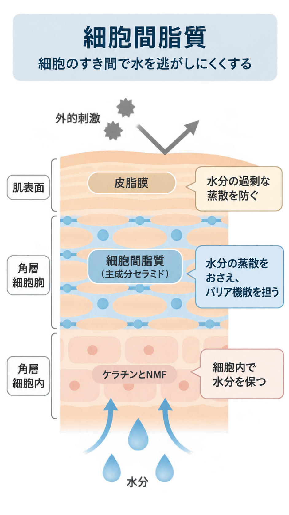肌表面の皮脂膜、角層細胞間の細胞間脂質(主成分セラミド)、角層細胞内のケラチンとNMFを層ごとに示し、外的刺激や水分の動きと各層の働きを説明した図。
