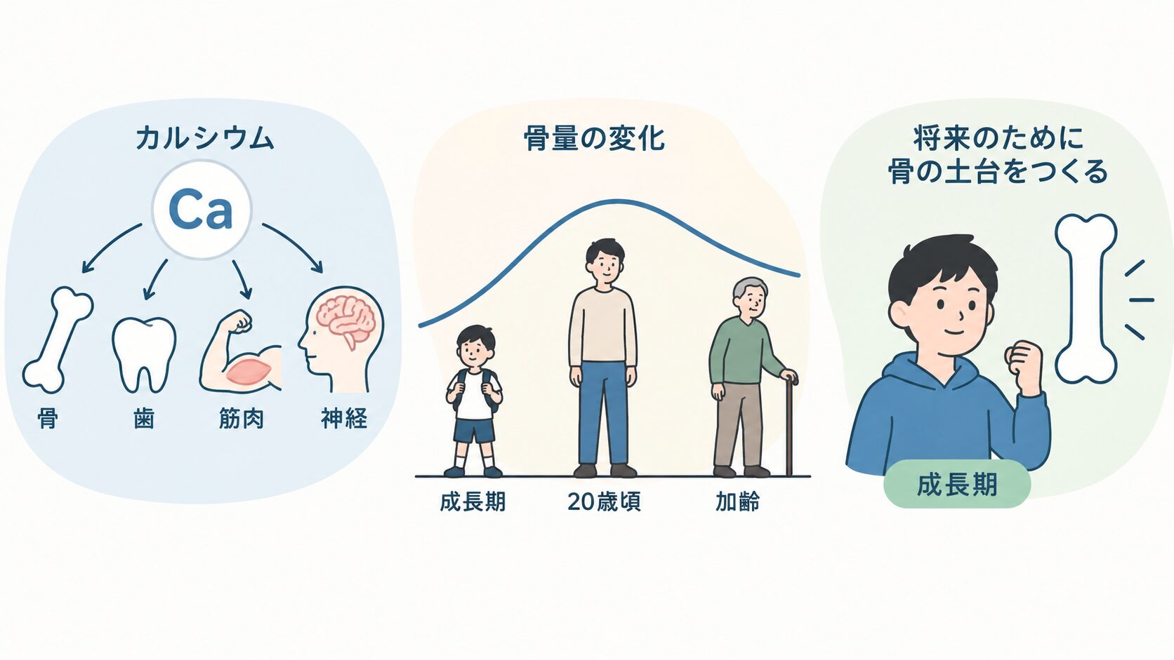 左はCaから骨・歯・筋肉・神経へ矢印が伸びる図、中央は成長期・20歳頃・加齢の人物と骨量の山型曲線、右は骨を示して力こぶを作る成長期の男の子のイラスト。
