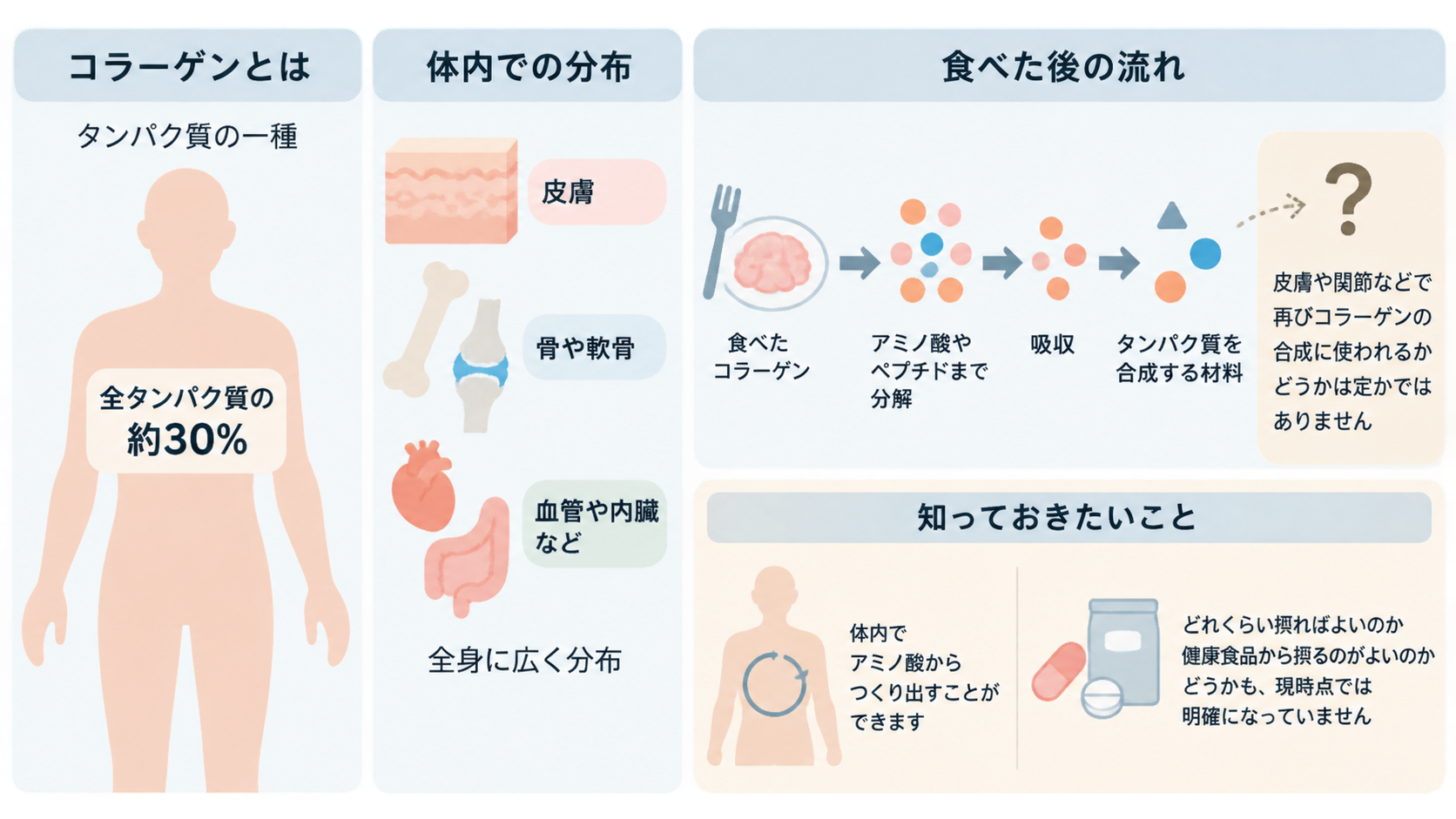 コラーゲンはタンパク質の一種で全タンパク質の約30%を占め、皮膚・骨や軟骨・血管や内臓に分布することを示す。食べたコラーゲンはアミノ酸やペプチドに分解・吸収されるが、再合成に使われるかは定かでないと説明する図。