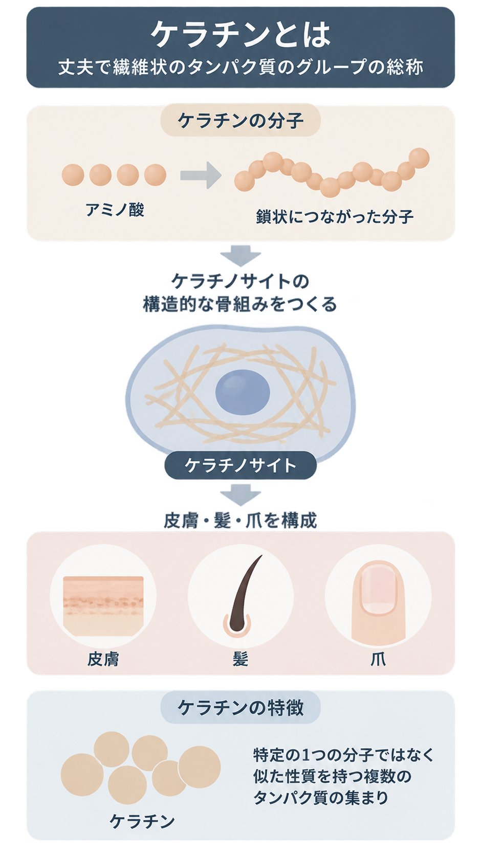 アミノ酸が鎖状につながったケラチン分子が、ケラチノサイトの骨組みとなり皮膚・髪・爪を構成する流れと、似た性質を持つ複数のタンパク質の集まりであることを示した図。