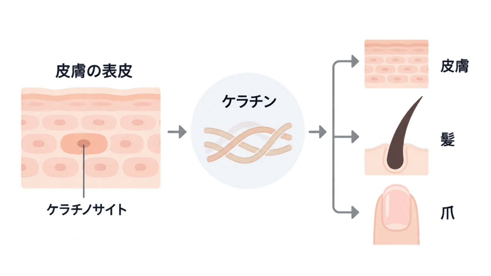 皮膚の表皮にあるケラチノサイトからケラチンがつくられ、そのケラチンが皮膚、髪、爪の構造につながることを矢印で示した図。