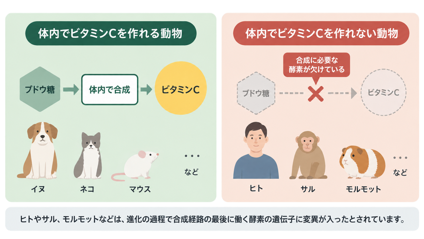 左はブドウ糖から体内合成でビタミンCを作れるイヌ・ネコ・マウス、右は酵素が欠けて作れないヒト・サル・モルモットを示す比較イラスト。