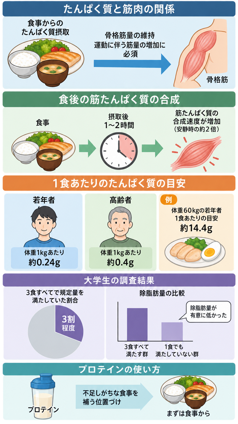 食事からのたんぱく質と骨格筋の関係、食後の筋合成、若年者約0.24g・高齢者約0.4gの目安、大学生の調査結果、プロテインの使い方を5段で示した図解。