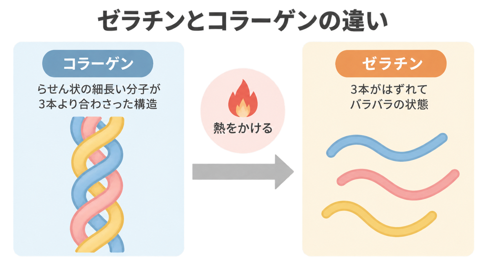 左に3本がより合わさったコラーゲンの分子、右に熱をかけて3本がはずれバラバラになったゼラチンを描き、炎のマークと矢印で変化を示した比較図。