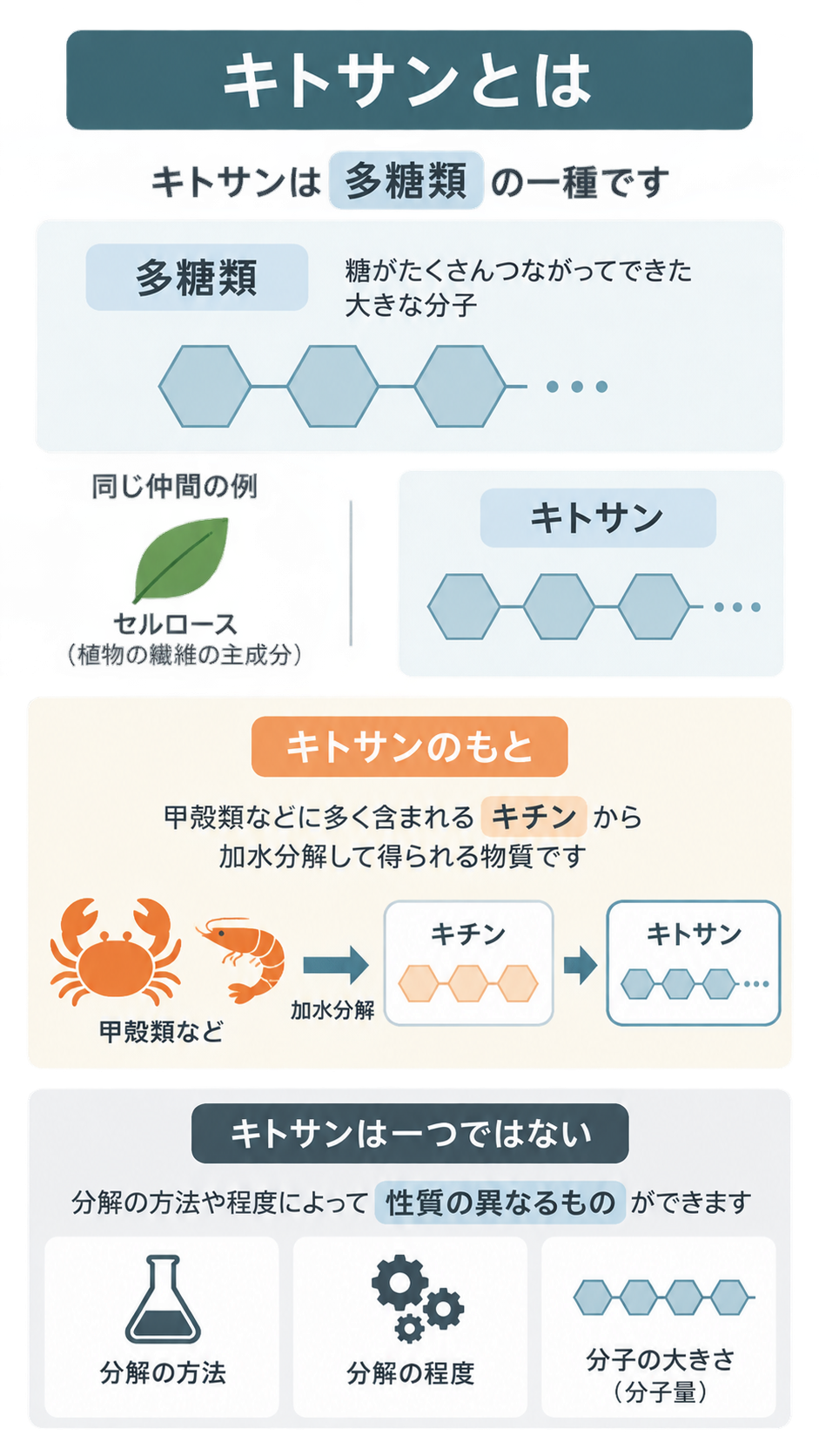 キトサンが糖の連なった多糖類で、セルロースと同じ仲間であること、甲殻類のキチンを加水分解して得られること、分解の方法や程度、分子量で性質が異なることを示した図。